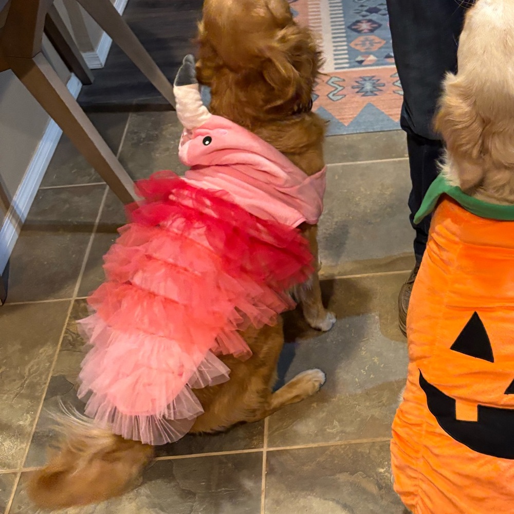 Like New Spooky Night Flamingo Dog Costume